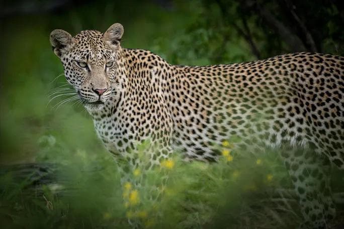 Johannesburg & Luxury Big Five Safari