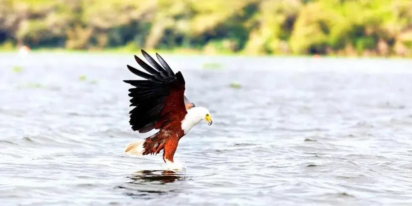 Eagle Catching fish