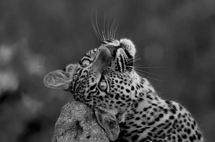 Leopard cub cute B&W copy
