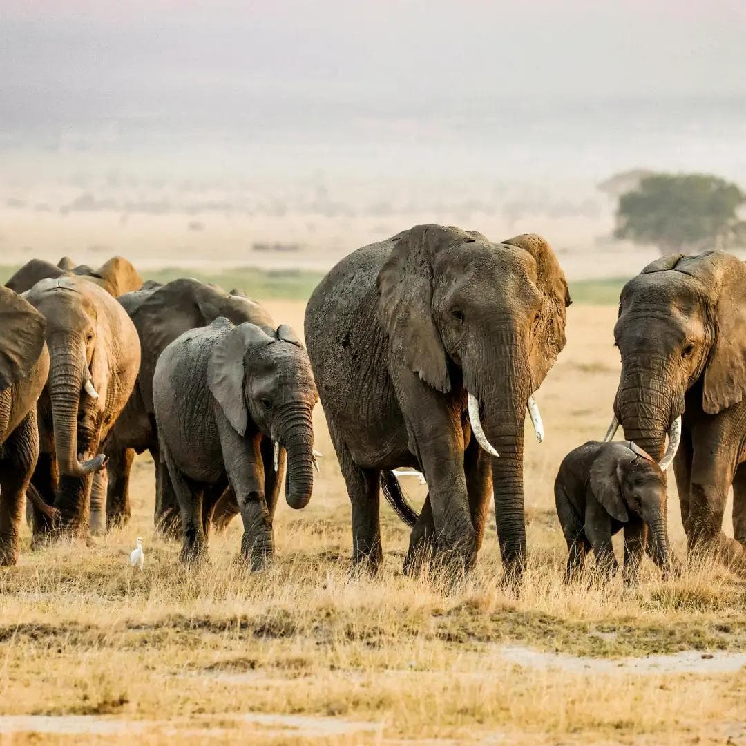 Elephant Family