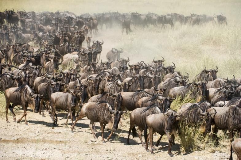 Large herd of wildebeest crossing dry grasslands during the Great Migration in Tanzania’s Serengeti