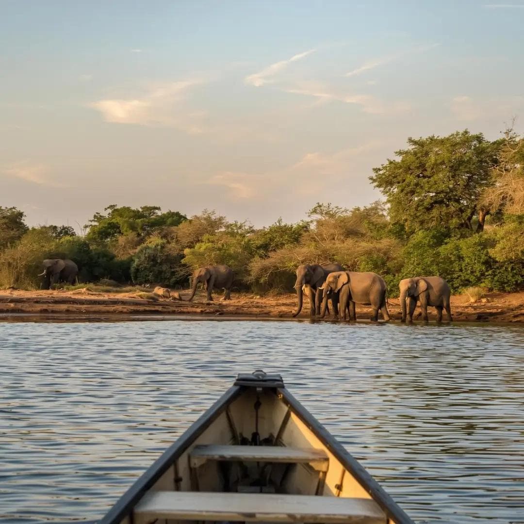 Canoe approaching a riverbank where elephants gather at sunset.