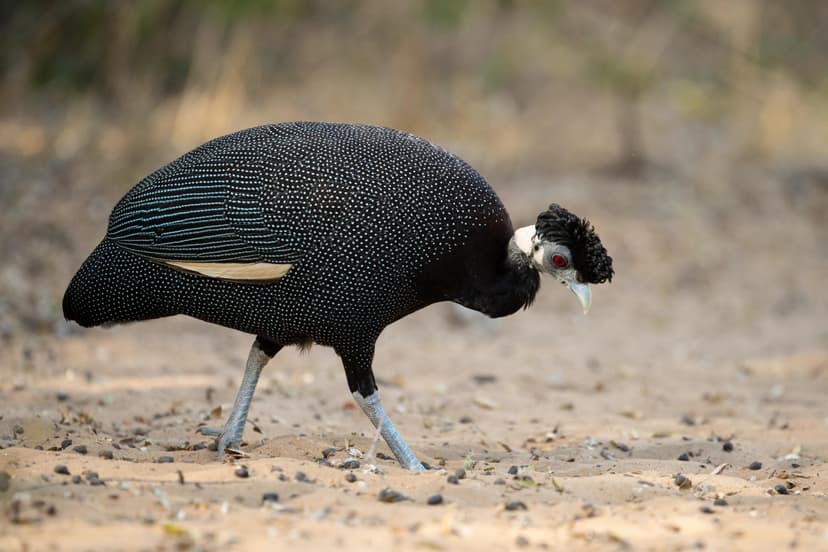 South Africa 1907 0445