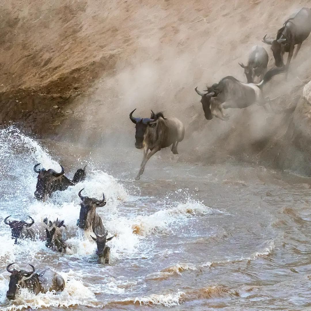 The Greatest Show on Earth – The Great Wildebeest Migration