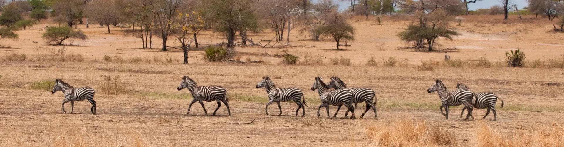 Zebras walking across a dry savannah landscape with scattered trees in the background.