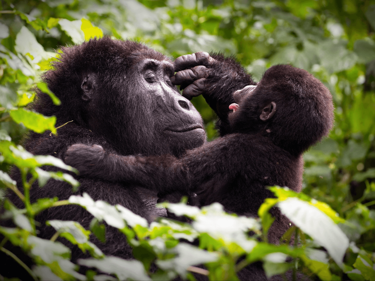 Luxury Uganda Gorilla Trek: Kigali to Bwindi