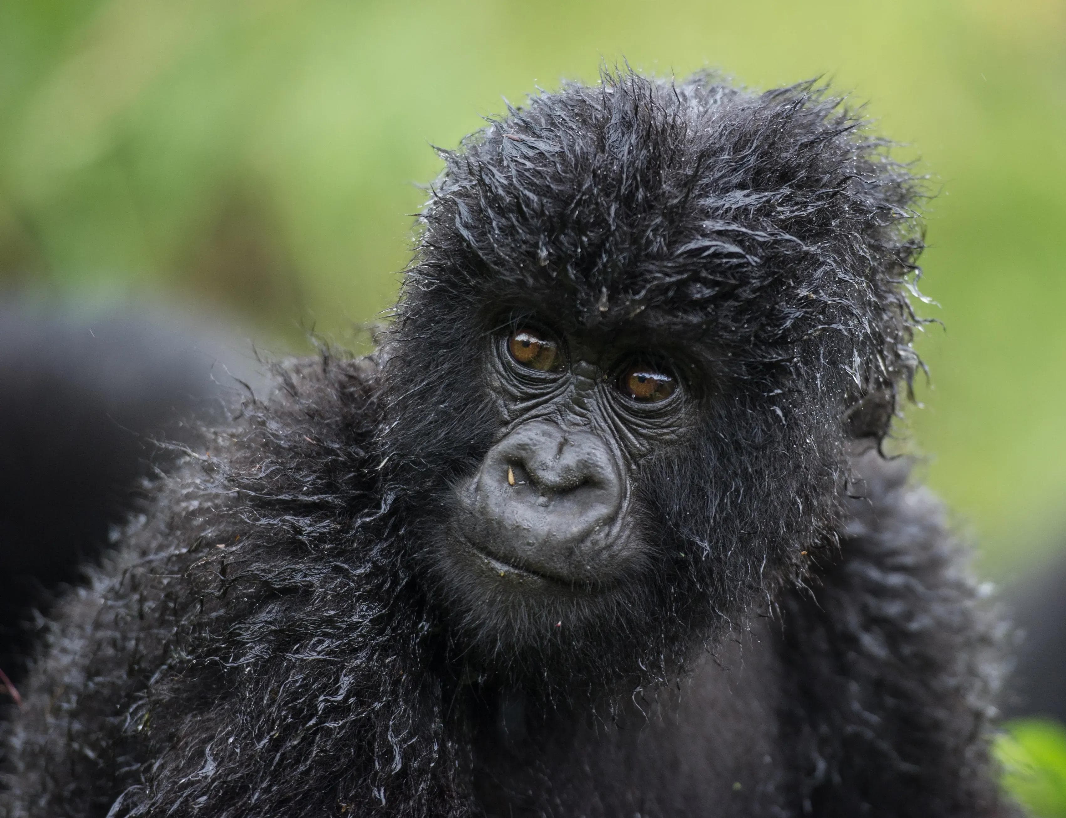 Meet Africa’s Amazing Gorillas: A Journey Worth Taking Now