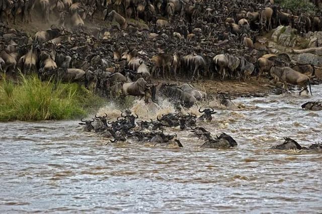 Copy of migration crossing